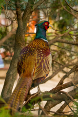 Domestic pheasant from Serbia