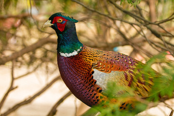 Domestic pheasant from Serbia