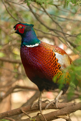 Domestic pheasant from Serbia