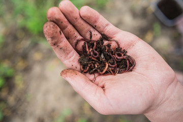 fisherman holds in his hand a lot of worms for fishing