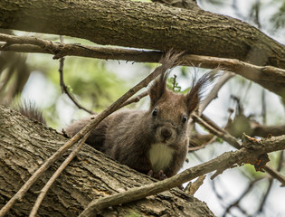 Domestic squirrel from Serbia