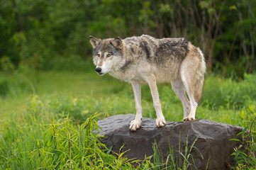 Grey Wolf (Canis lupus) Stands on Rock Looking Out