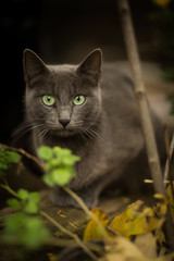 Cute domestic cat portrait