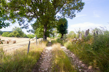 Fototapeta na wymiar Countryside footpath with grasses, flowers and trees leading through the hills of the Auvergne region. 