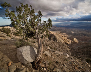 Joshua Tree 2