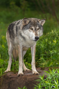 Grey Wolf (Canis lupus) Stares Out Intensely From Atop Rock