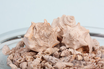 sea shells on a vase in a blue background