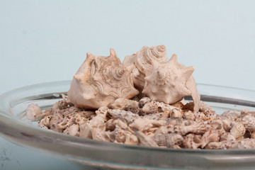 sea shells on a vase in a blue background