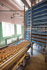 Food industry. Production line or conveyor belt with cookies in confectionary food factory or bakery, process of modern automated preparing