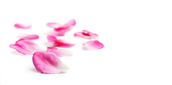 Pink rose petals isolated over white background.