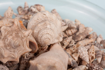 sea shells on a vase in a blue background