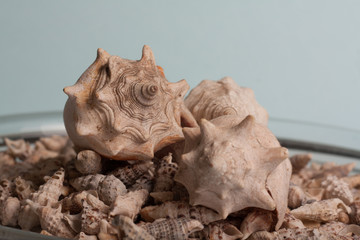 sea shells in a vase  