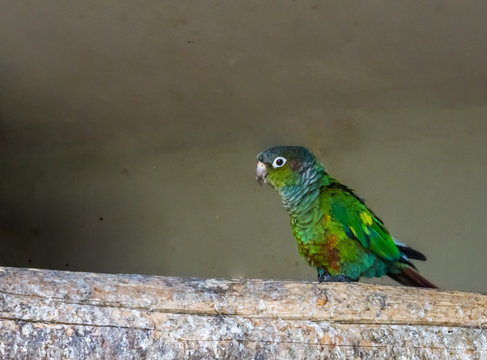 Closeup Of A Green Cheeked Parakeet Walking Over A Branch, A Colorful Small Parrot From Brazil