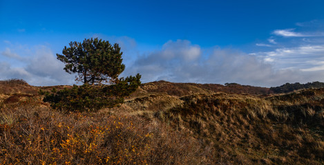 Braundünen auf Spiekeroog