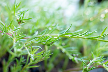 green leaf background