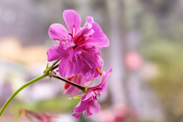 pink flowers