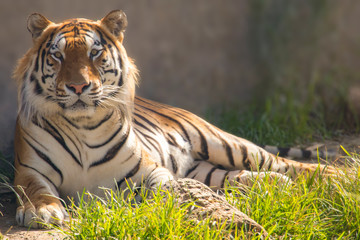 Fototapeta na wymiar king of tigers
