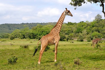 giraffe arusha nationalpark