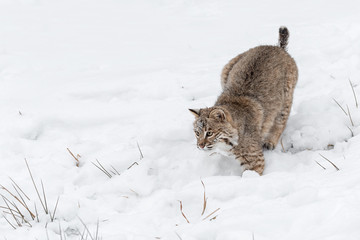 Bobcat (Lynx rufus) Ready to Pounce