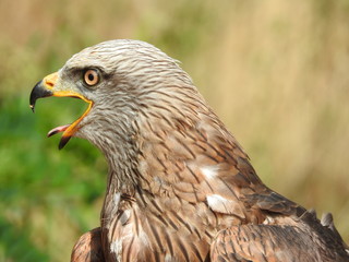 close-up portrait  milvus migrans, black kite, yellow-billed kite, head open beak portrait single