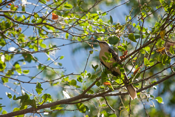Mimus gilvus, sinsonte tropical o paraulata llanera