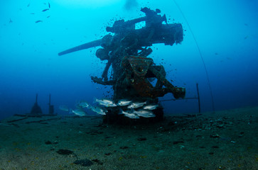 School of One spot snapper near shipwreck 