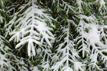 pine branch in the snow