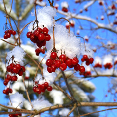 Red bunches of rowan covered with the first snow