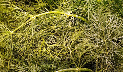 Hintergrund aus frischen Dill