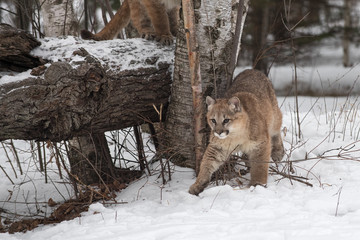 Female Cougar (Puma concolor) Stesp Around Birch Tree