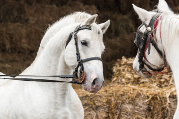 Pair of two beautiful white horse