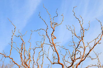 Dry bent branches
