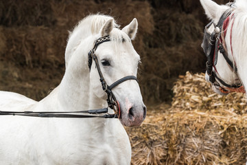 Pair of two beautiful white horse