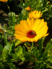 Wild Flowers , nature flowers , beauty ,