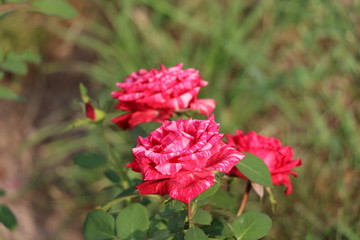 red flower in garden