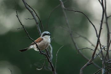 Lanius collurio sits on a branch of a Bush. The background is green.