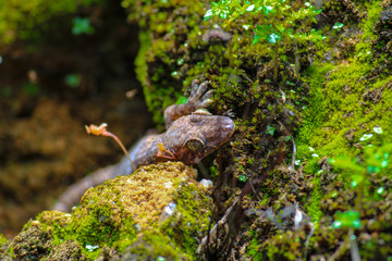 A lagartixa oculta