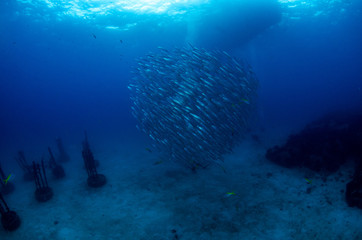 Schooling Chevron Barracuda, Sphyraena Putnamiae under dive boat