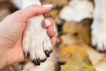 Dog handshake 