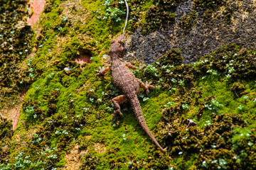 Lagartixa selvagem