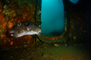 Starry Pufferfish inside shipwreck in Koh Tao Thailand