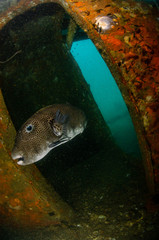 Starry Pufferfish inside shipwreck in Koh Tao Thailand