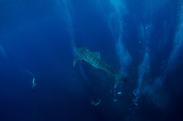 Whale Shark with divers in background