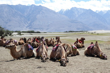 Camels in the Nubra Valley, Ladakh