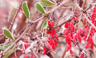 Branches of a tree with red berries, (lat. Berberis, family Barberry (Berberidaceae)) are covered with hoarfrost. Christmas background. Selective focus, abstract background, close-up.