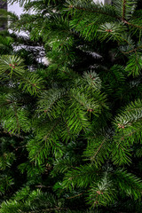 Close-up of a christmas tree fir