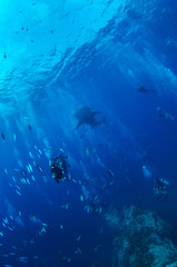 Fototapeta na wymiar Whale Shark with divers in background