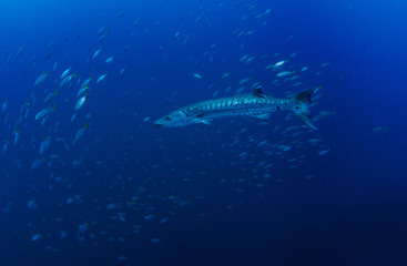 Great barracuda, Sphyraena barracuda