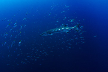 Great barracuda, Sphyraena barracuda