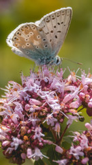 Obraz premium Smartphone HD wallpaper of macro of gossamer-winged butterfly on flower